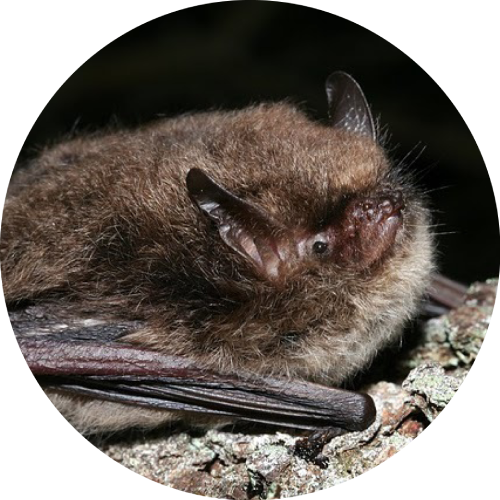 Alcathoe bat