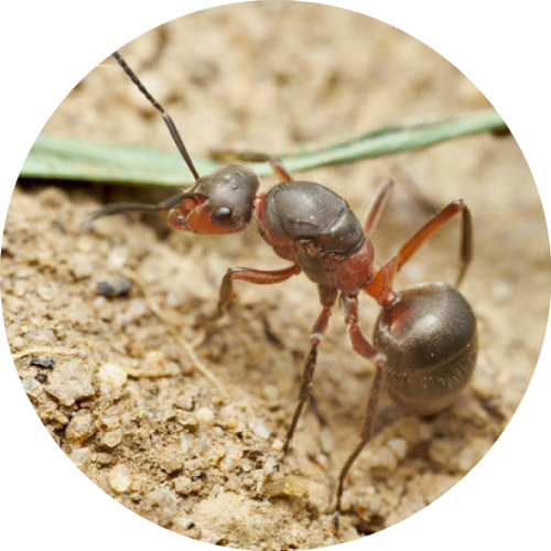 Black-backed meadow ant
