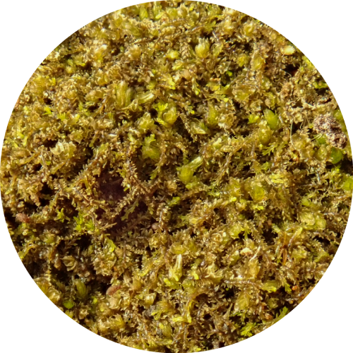 Chalk threadwort