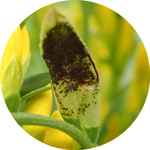 Laburnum leaf-miner