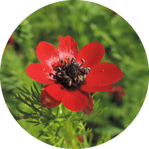 Pheasant's-eye