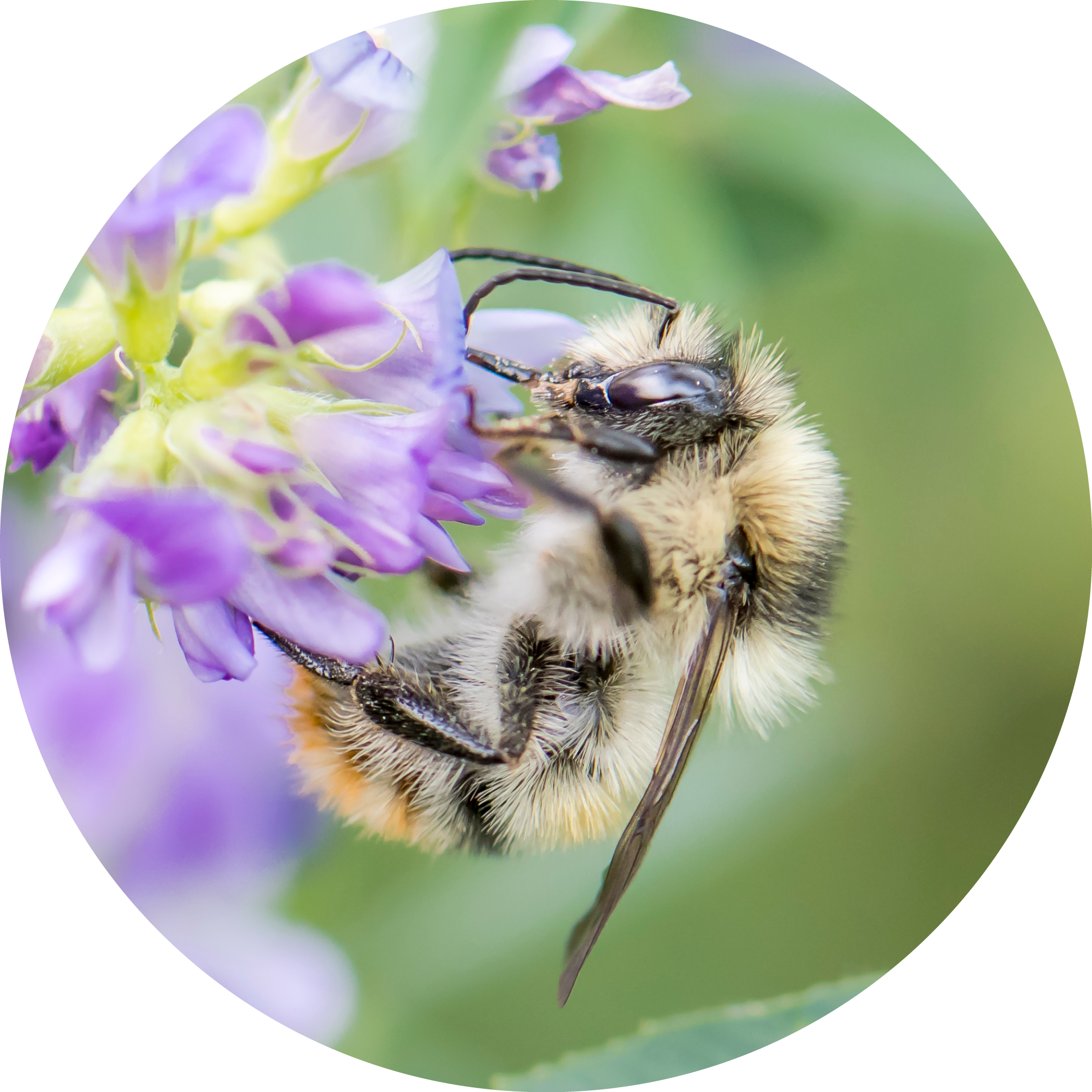 Shrill carder bee