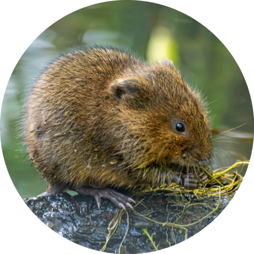 Watervole