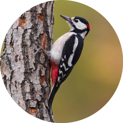 Lesser spotted woodpecker