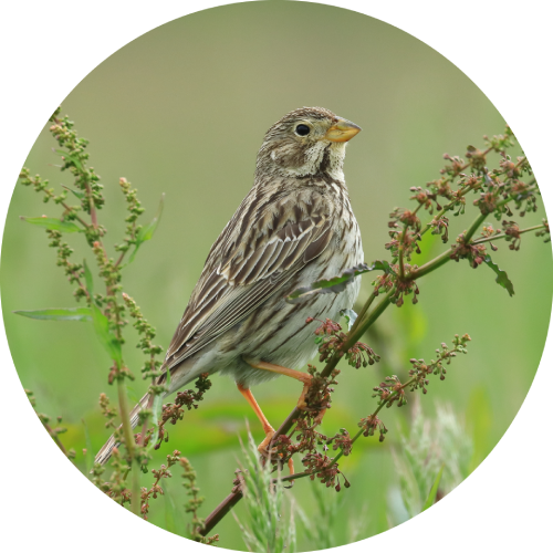Corn bunting bird on a branch