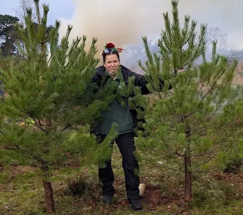 person standing between two young pine trees at a pine-pulling event, with smoke visible in the background.