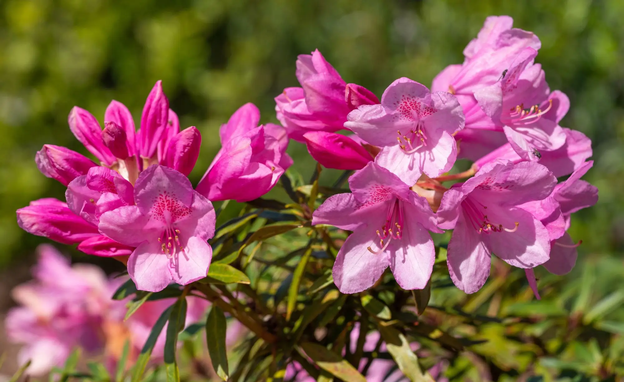 Pink Rhododendrom Ponticum with greenery behind