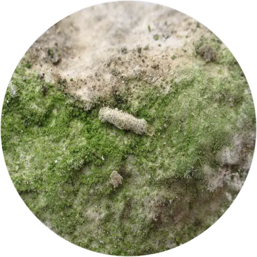 a Richardson's case-bearer, a type of moth larva, on a surface covered with green moss