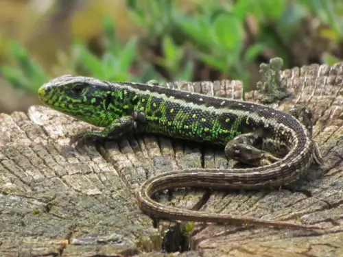 A green Sand lizar.