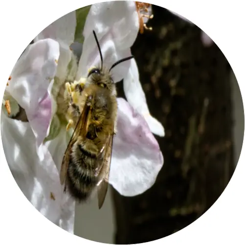 Shrill carder bee