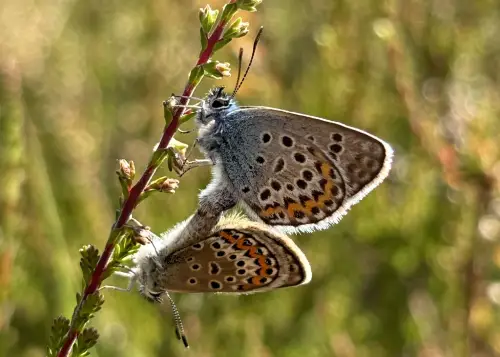 silver-studded blues mating