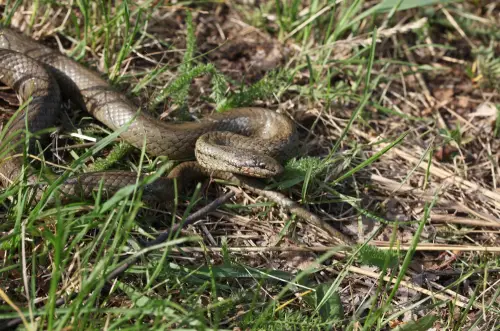 Smooth snake slithers through the undergrowth
