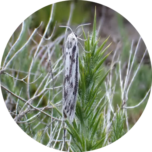 Speckled footman