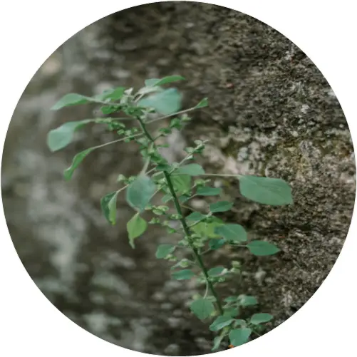 Stinking goosefoot plant