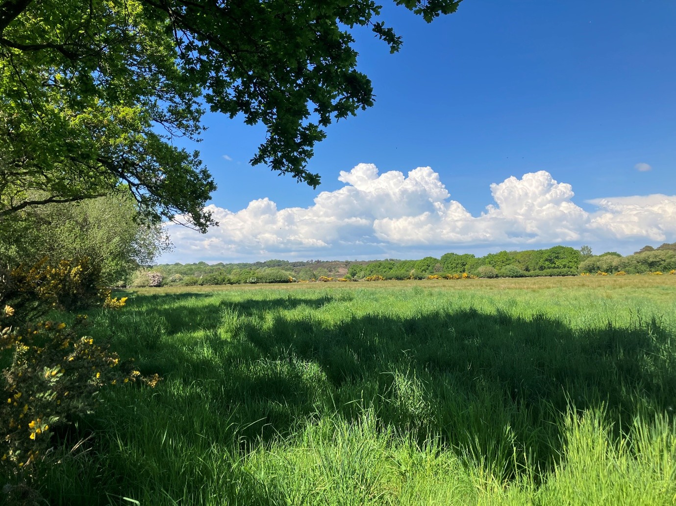 Lush green fields under a blue sky.