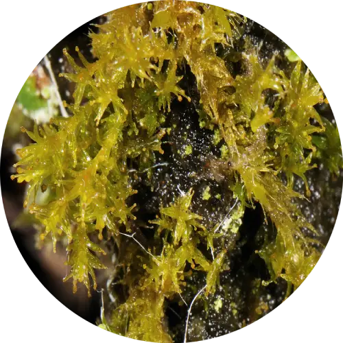 Close up picture of thatch moss