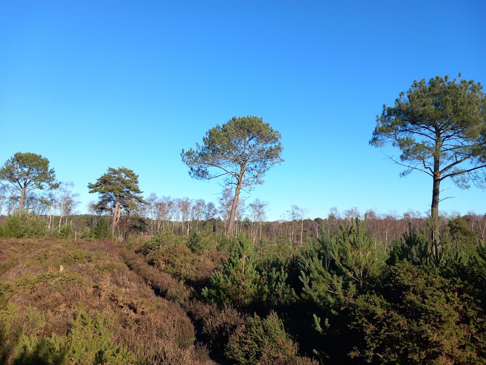 Bare ground habitats on heathland