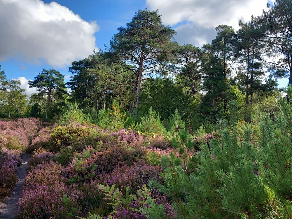 Heather and pine trees with heathland.