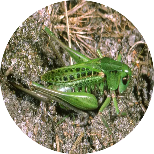 Wart biter