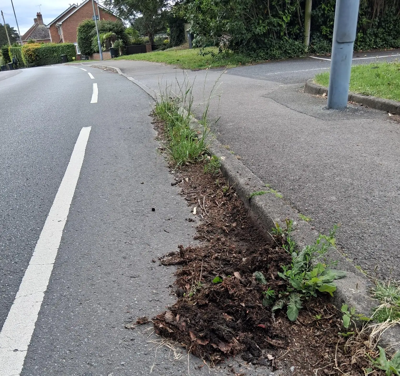 Weeds alongside a road in Corfe Mullen, with a pavement to the right