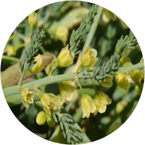 Wild asparagus