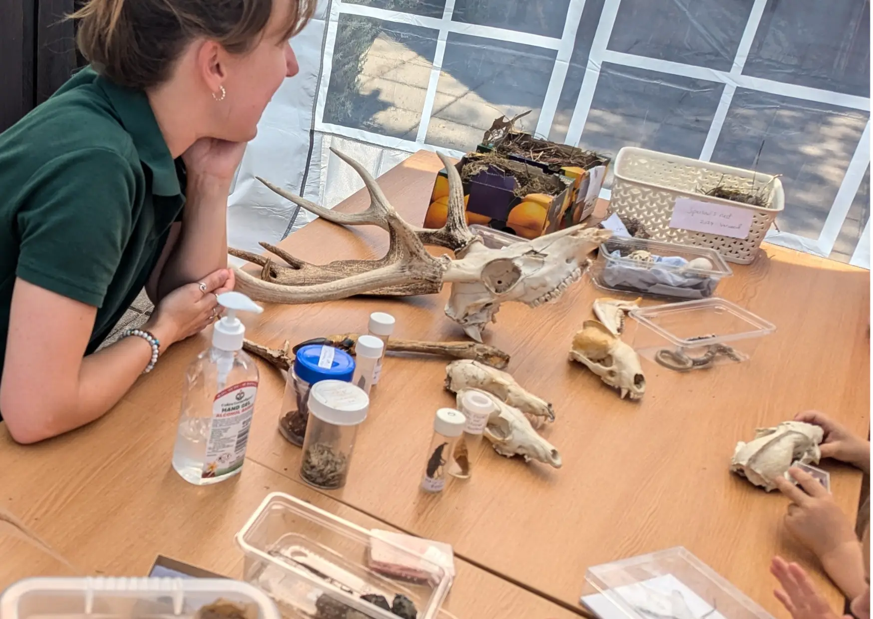 Table with skeletons, a basket of fossils and artefacts with an instructor looking over young hands holding items