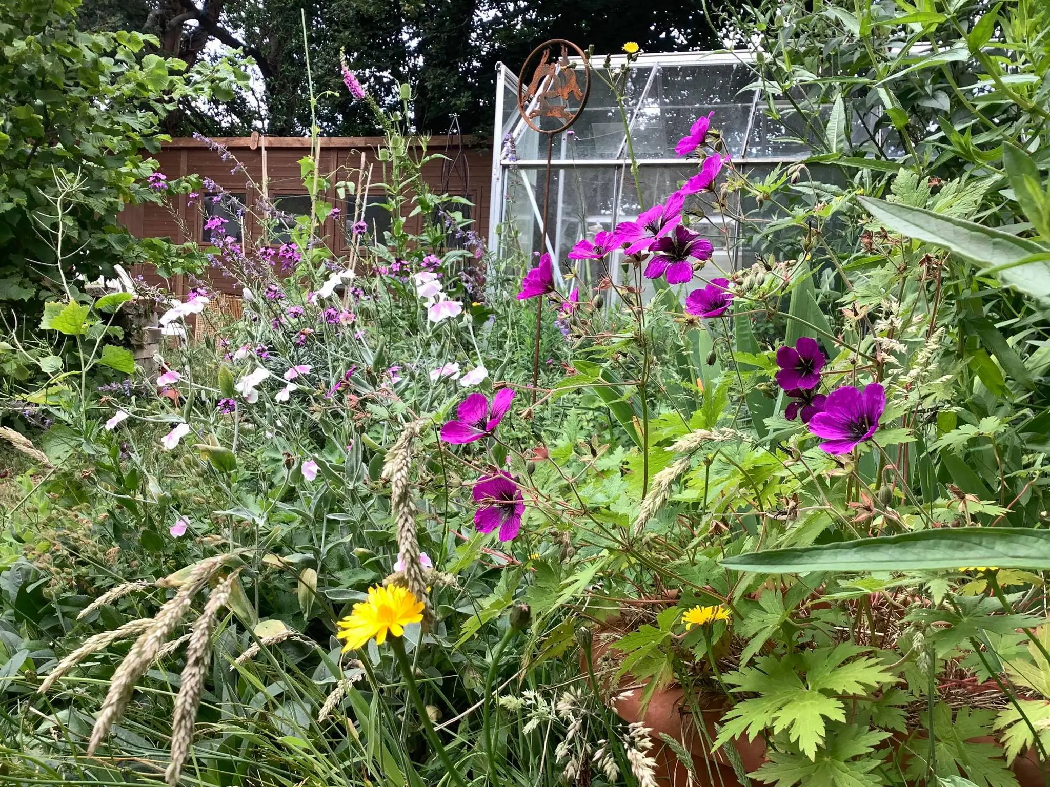 Garden with purple flowers and greenhouse