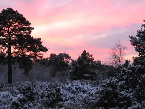 Landscape at dusk with a vibrant pink and purple sky. Silhouettes of pine trees and the ground is covered with snow.