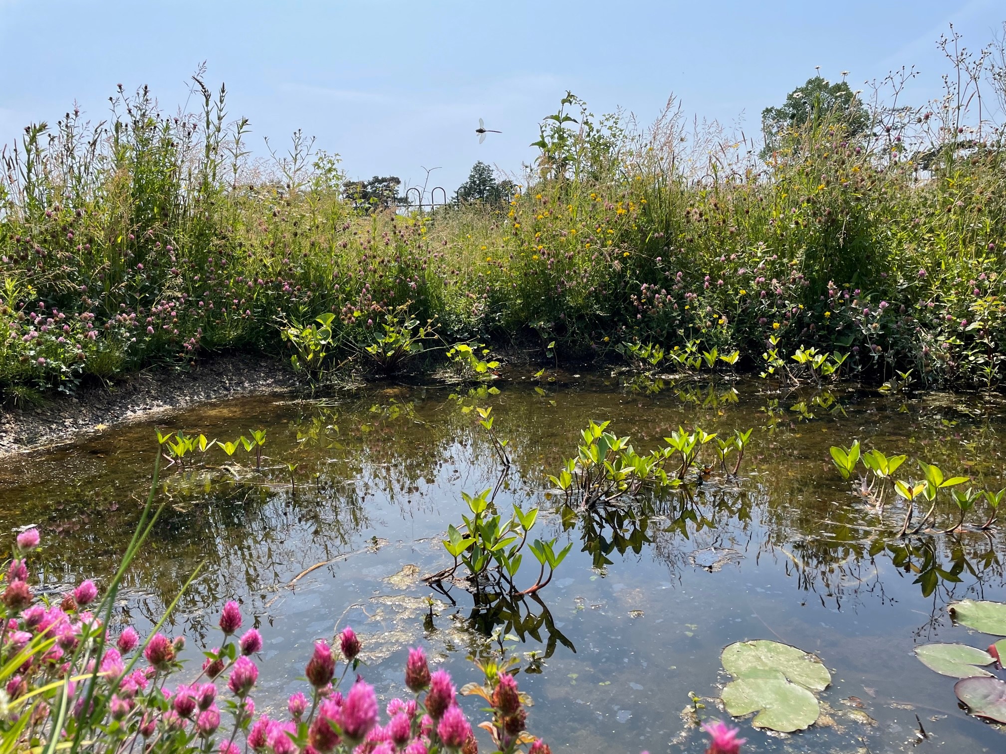 Pond with wild flowers around on a sunny day