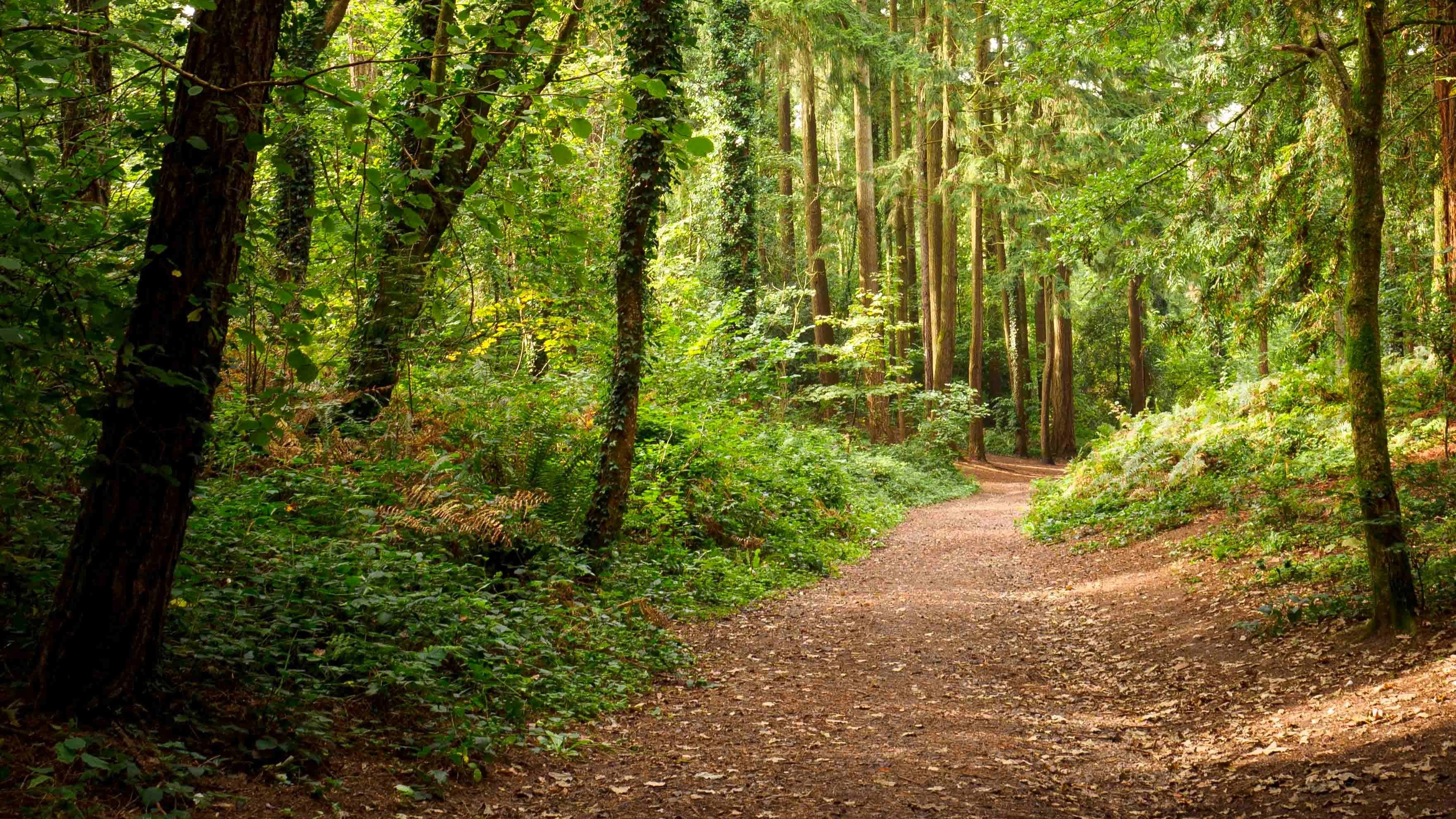 path weaves through wooded area