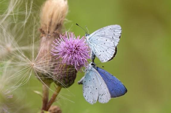 two blue butterflies land on a purple thistle flower