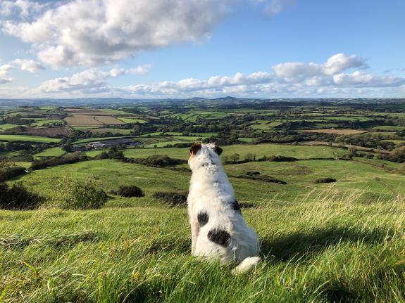 Dog overlooking Dorset countryside