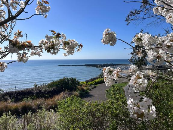 This is a picture of blossom taken from the park looking towards the Cobb
