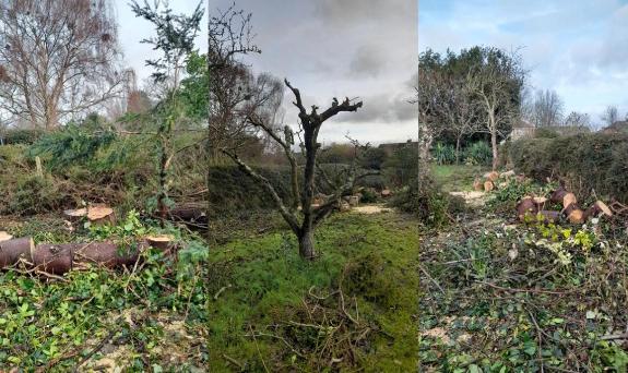 Composite image of work - chopped and pruned trees - undertaken by the offenders
