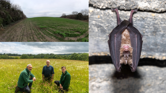 From barren to buzzing: bats, bees, birds and bugs benefit from ...