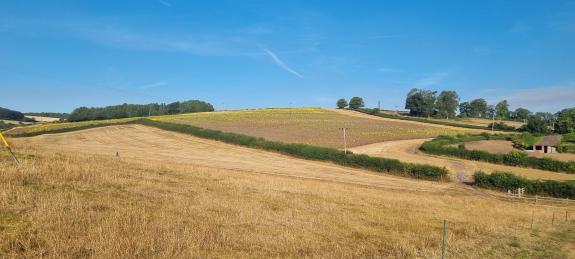 A Dorset landscape of rolling hills, dry straw coloured grass and a field of sunflowers in the distance.