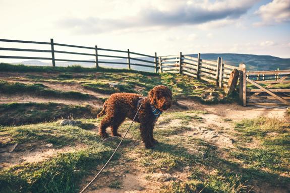 A dog on a lead on a hill