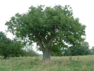 Walnut Tree Field